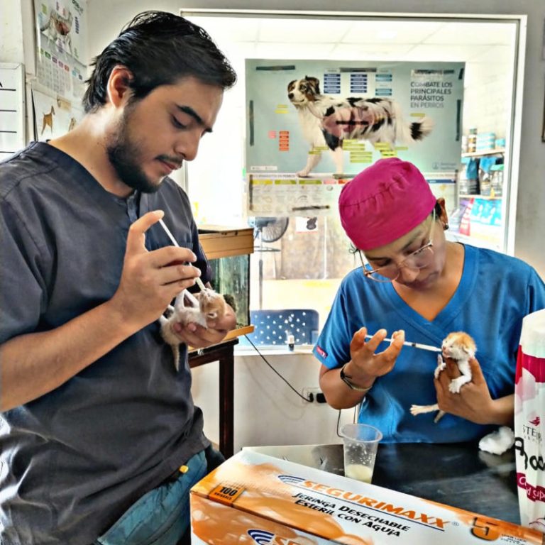 pachacolitas_alimentacion