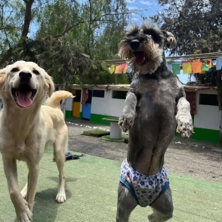 perrito_pachacolitas_1