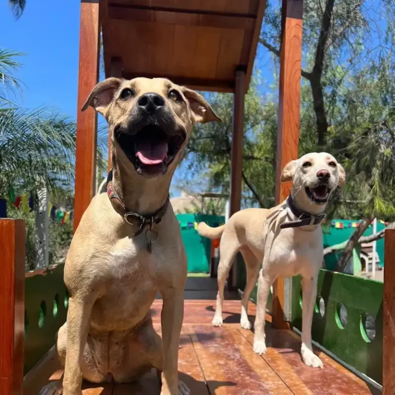 perrito_pachacolitas_2