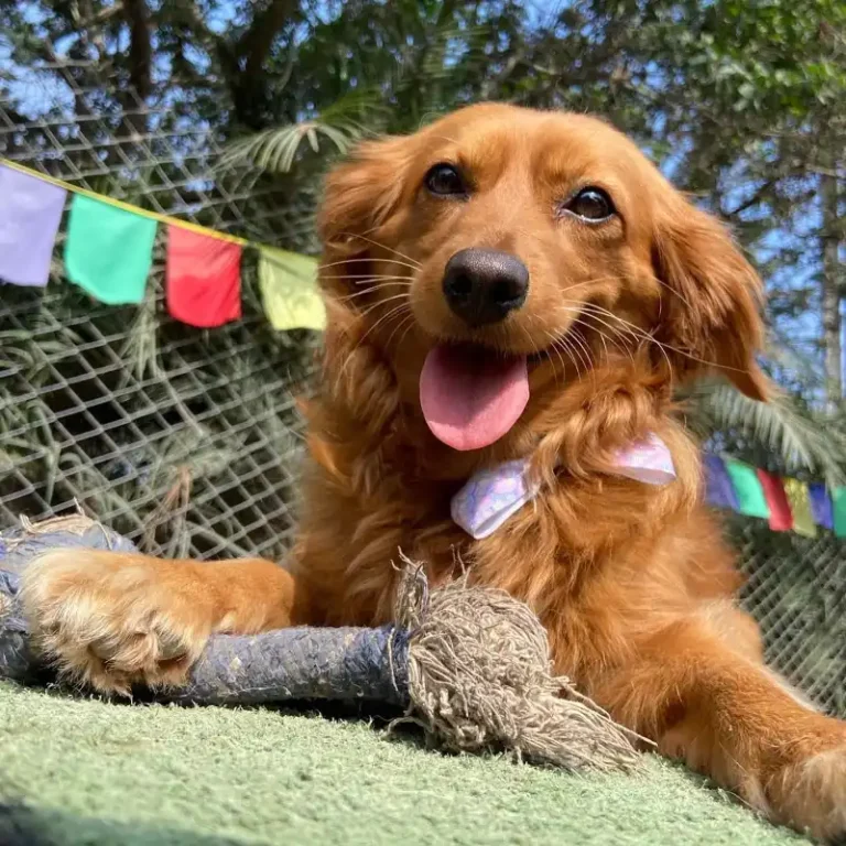 perrito_pachacolitas_3