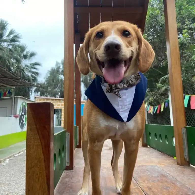 perrito_pachacolitas_5