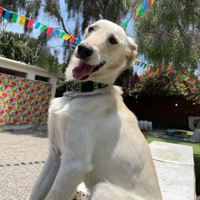 perrito_pachacolitas_7
