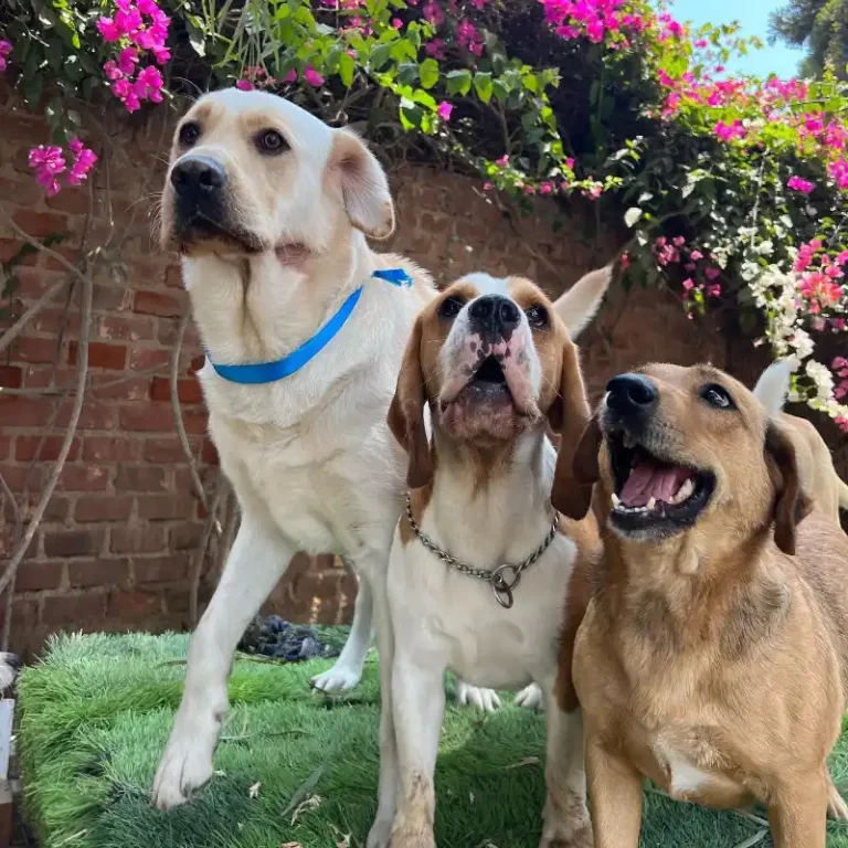 perrito_pachacolitas_8